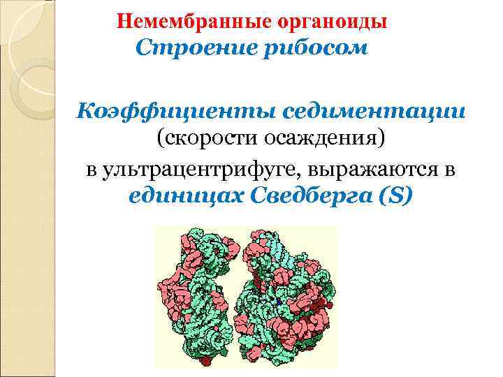 Немембранные органоиды Строение рибосом Коэффициенты седиментации (скорости осаждения) в ультрацентрифуге, выражаются в единицах Сведберга