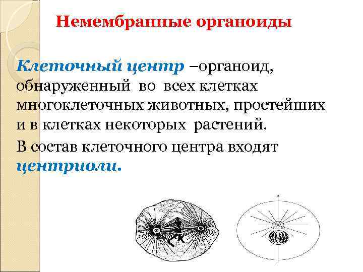 Клеточный центр немембранный органоид. Немембранные органоиды клеточный центр. Немембранные органоиды клетки центриоли клеточного центра. Немембрамные строение клеточный центр. Клеточный центр является немембранным органоидам.