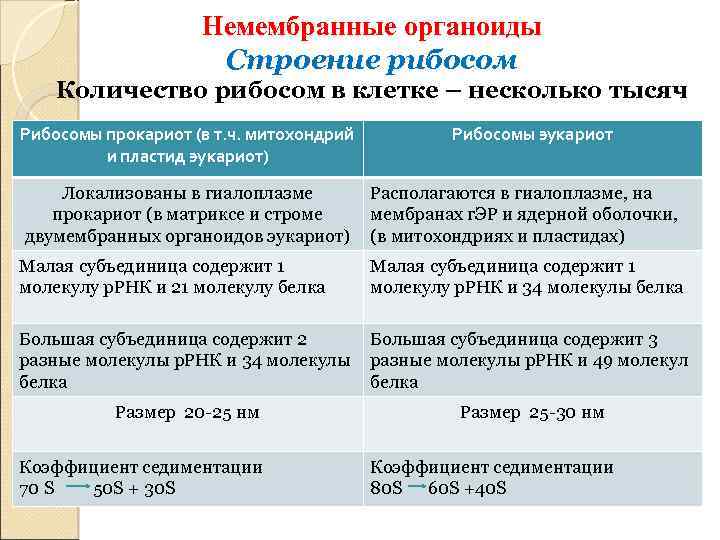 Немембранные органоиды Строение рибосом Количество рибосом в клетке – несколько тысяч Рибосомы прокариот (в