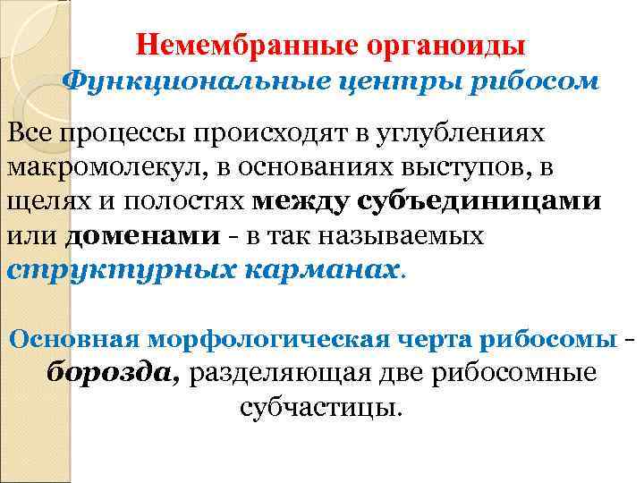 Немембранные органоиды Функциональные центры рибосом Все процессы происходят в углублениях макромолекул, в основаниях выступов,