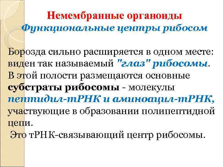 Немембранные органоиды Функциональные центры рибосом Борозда сильно расширяется в одном месте: виден так называемый