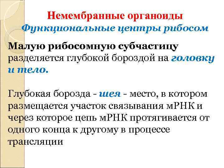 Немембранные органоиды Функциональные центры рибосом Малую рибосомную субчастицу разделяется глубокой бороздой на головку и