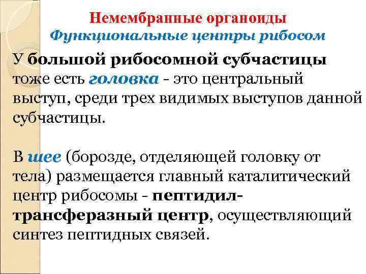 Немембранные органоиды Функциональные центры рибосом У большой рибосомной субчастицы тоже есть головка - это