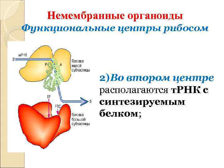 Немембранные органоиды Функциональные центры рибосом 2)Во втором центре располагаются т. РНК с синтезируемым белком;