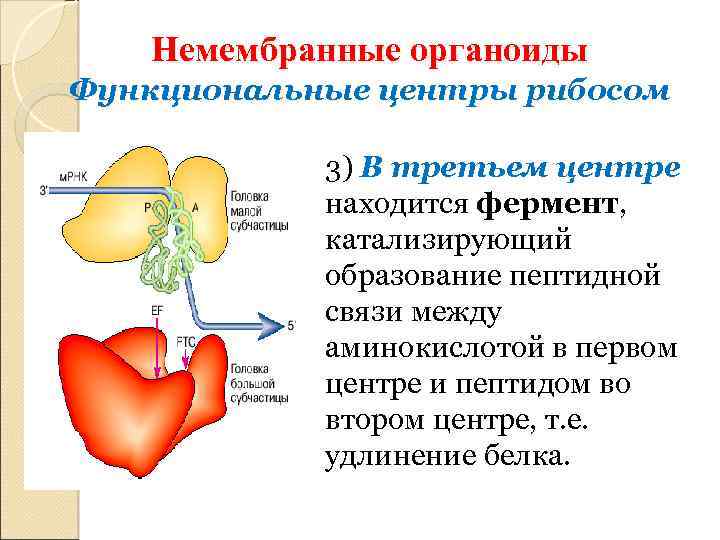 Немембранные органоиды Функциональные центры рибосом 3) В третьем центре находится фермент, катализирующий образование пептидной
