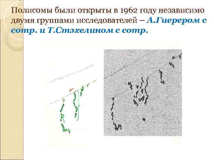 Полисомы были открыты в 1962 году независимо двумя группами исследователей – А. Гиерером с
