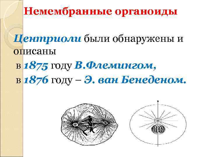 Немембранные органоиды Центриоли были обнаружены и описаны в 1875 году В. Флемингом, в 1876