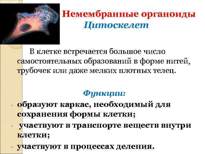 Немембранные органоиды Цитоскелет В клетке встречается большое число самостоятельных образований в форме нитей, трубочек