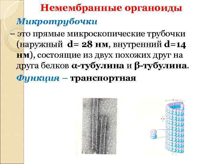 Немембранные органоиды Микротрубочки – это прямые микроскопические трубочки (наружный d= 28 нм, внутренний d=14