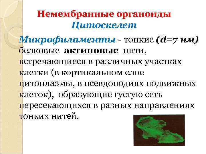 Немембранные органоиды Цитоскелет Микрофиламенты - тонкие (d=7 нм) белковые актиновые нити, встречающиеся в различных