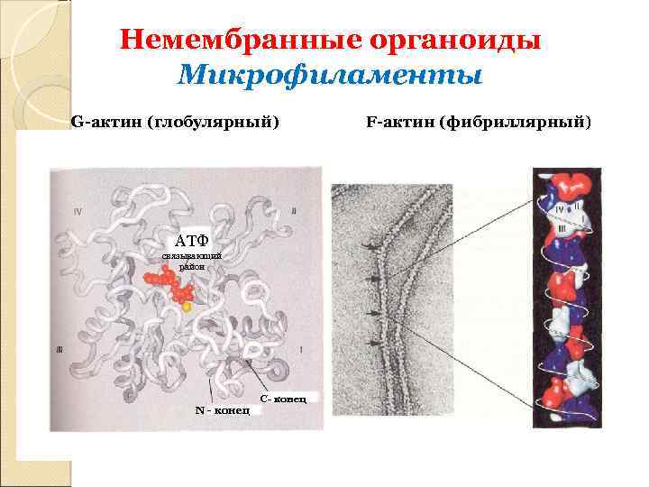 Немембранные органоиды рисунок. Немембранные органоиды микрофиламенты. Реснички немембранные органоиды. Строение органоидов микрофиламенты. Немембранные органоиды клетки микрофиламенты.