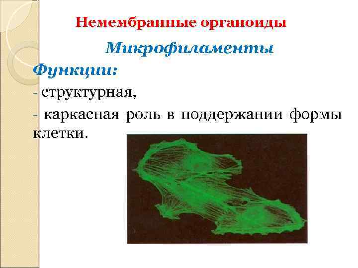 Немембранные органоиды Микрофиламенты Функции: - структурная, - каркасная роль в поддержании формы клетки. 