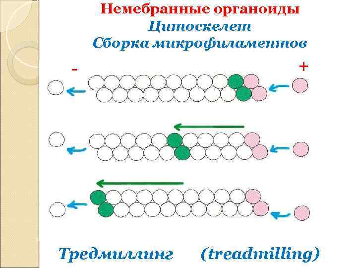Немебранные органоиды Цитоскелет Сборка микрофиламентов - Тредмиллинг + (treadmilling) 