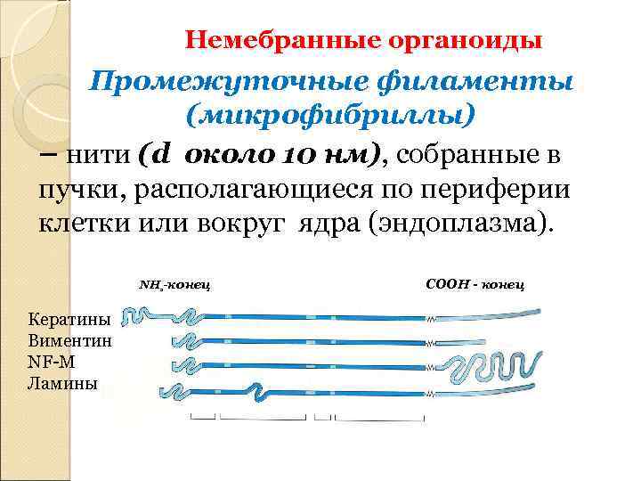Немебранные органоиды Промежуточные филаменты (микрофибриллы) – нити (d около 10 нм), собранные в пучки,
