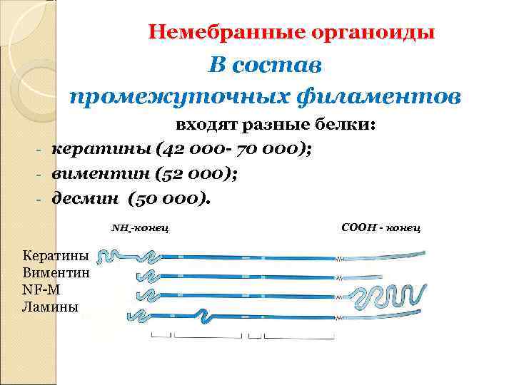 Немебранные органоиды В состав промежуточных филаментов входят разные белки: - кератины (42 000 -