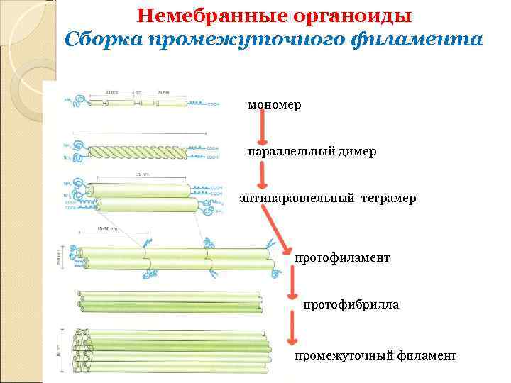 Немебранные органоиды Сборка промежуточного филамента мономер параллельный димер антипараллельный тетрамер протофиламент протофибрилла промежуточный филамент