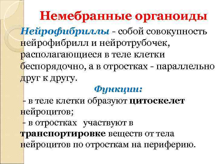 Немебранные органоиды Нейрофибриллы - собой совокупность нейрофибрилл и нейротрубочек, располагающиеся в теле клетки беспорядочно,