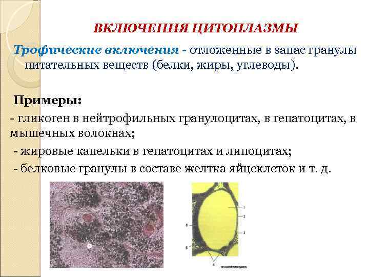 Включения цитоплазмы имеющие собственную окраску