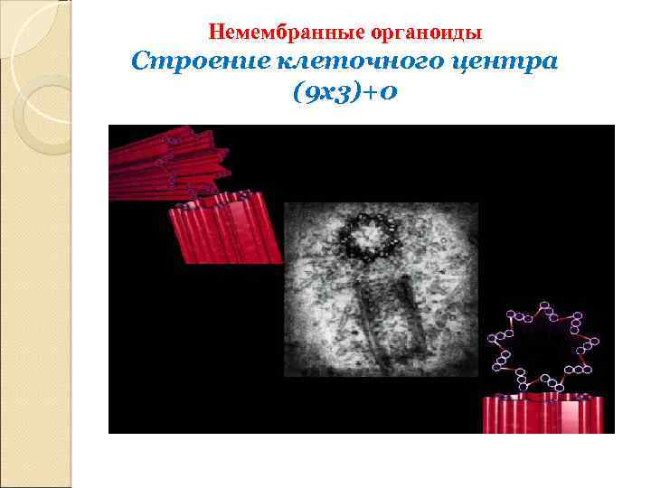 Немембранные органоиды Строение клеточного центра (9 х3)+0 