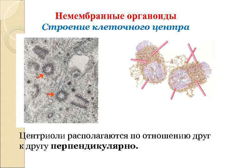 Какие немембранные органоиды могут связываться с эпс. Немембранные органоиды строение. Немембранные структуры клетки.