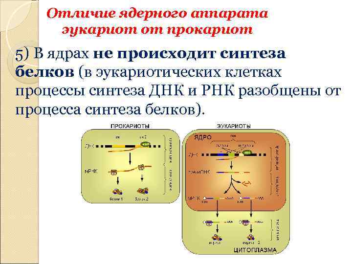 Отличие ядерного аппарата эукариот от прокариот 5) В ядрах не происходит синтеза белков (в