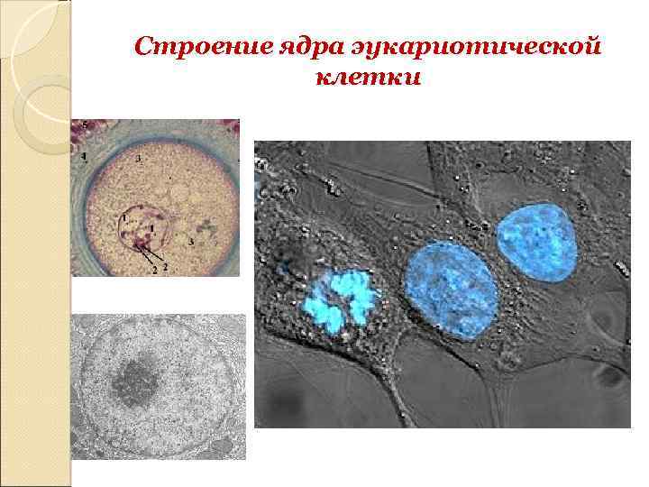 Строение ядра эукариотической клетки презентация 10 класс