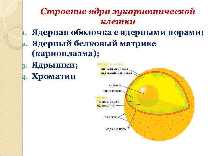 Строение ядра эукариотической клетки презентация 10 класс