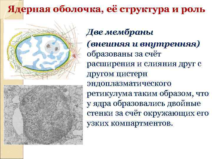 Исчезновение ядерной оболочки происходит в. Ядерная мембрана эукариот. Ядерная мембрана в эукариотической клетке. Ядерная оболочка. Структура ядерной оболочки.