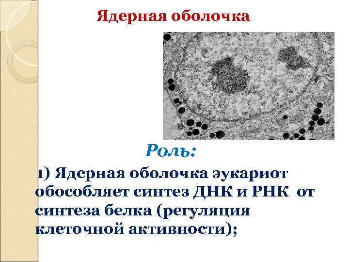 Ядерная оболочка Роль: 1) Ядерная оболочка эукариот обособляет синтез ДНК и РНК от синтеза