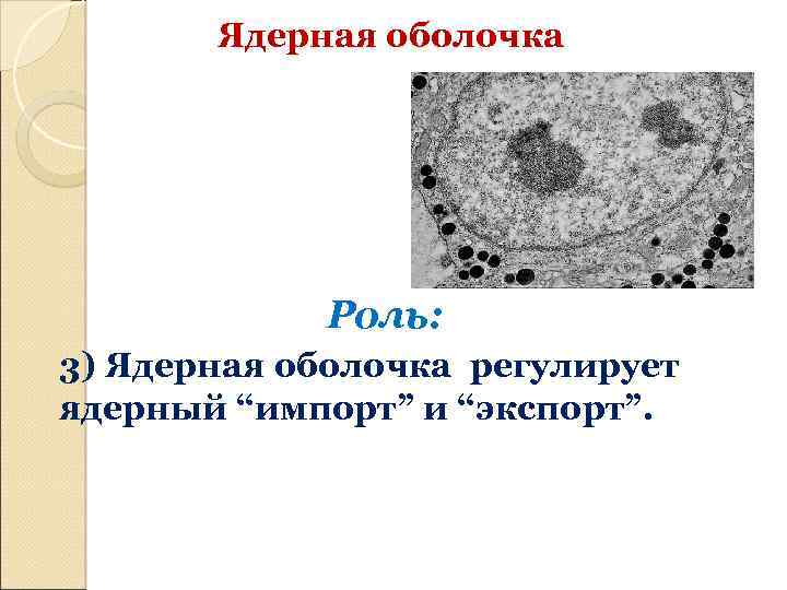 Растворение оболочки ядра происходит в. Ядерная оболочка. Ядерная мембрана. Ядерная оболочка фото. Формирование ядерной оболочки.