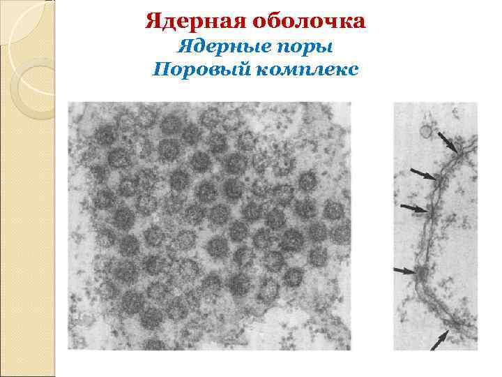 Ядерная оболочка Ядерные поры Поровый комплекс 