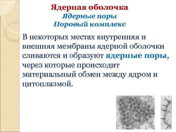 Ядерная оболочка Ядерные поры Поровый комплекс В некоторых местах внутренняя и внешняя мембраны ядерной