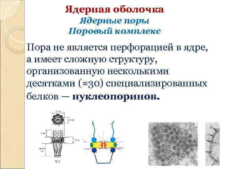 Ядерные поры. Ядерный поровый комплекс функции. Ядерные поры строение и функции. Поровый комплекс ядерной оболочки. Ядерный поровый комплекс в ядре.