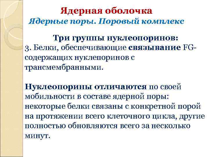 Ядерная оболочка Ядерные поры. Поровый комплекс Три группы нуклеопоринов: 3. Белки, обеспечивающие связывание FGсодержащих