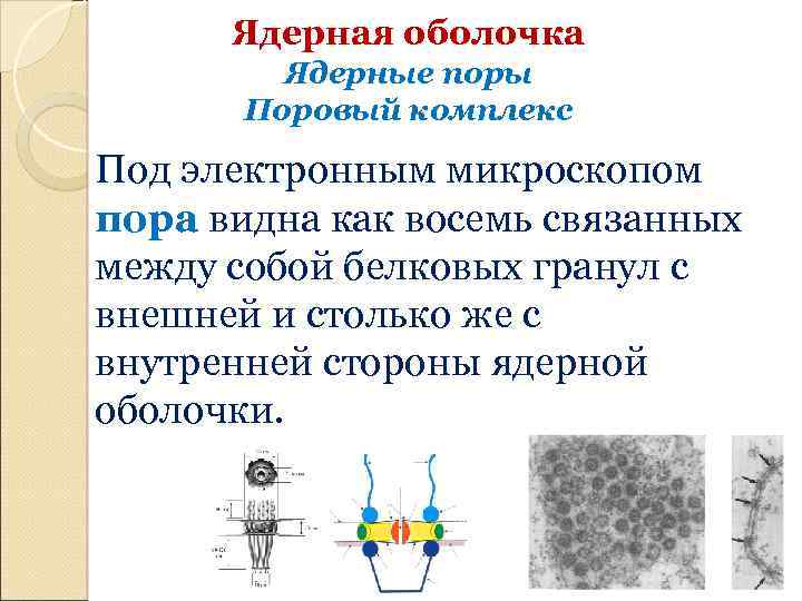 Ядерная оболочка Ядерные поры Поровый комплекс Под электронным микроскопом пора видна как восемь связанных