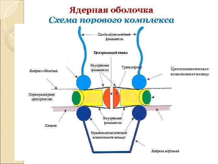 Комплекс ядра. Строение порового комплекса ядра. Модель строения ядерного порового комплекса. Схема строения ядерной мембраны. Схема поровый комплекс ядерной оболочки.