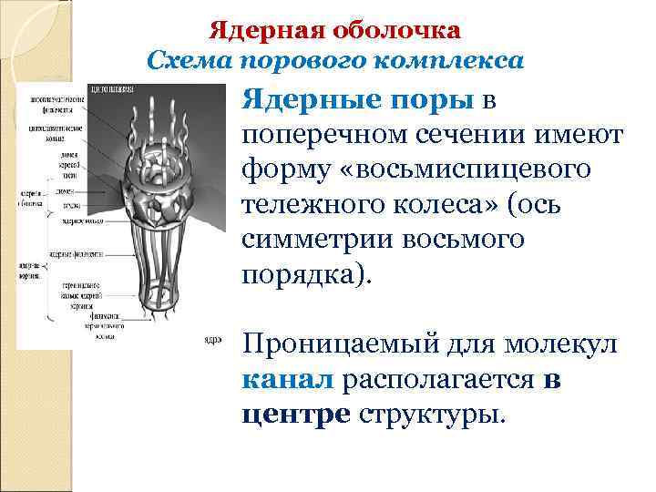 Ядерная оболочка Схема порового комплекса Ядерные поры в поперечном сечении имеют форму «восьмиспицевого тележного