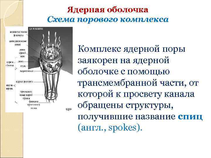 Ядерная оболочка Схема порового комплекса Комплекс ядерной поры заякорен на ядерной оболочке с помощью