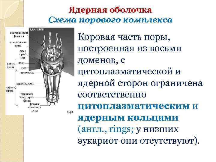 Ядерная оболочка Схема порового комплекса Коровая часть поры, построенная из восьми доменов, с цитоплазматической