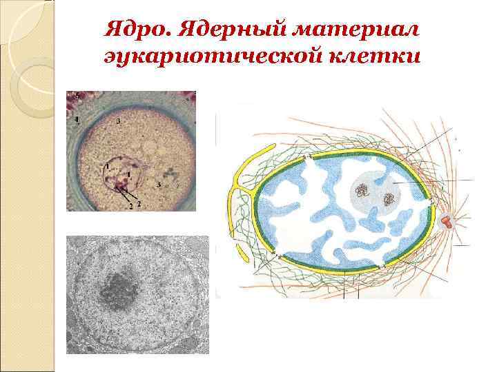 Ядро. Ядерный материал эукариотической клетки 