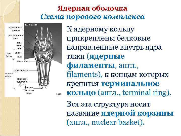 Ядерная оболочка Схема порового комплекса К ядерному кольцу прикреплены белковые направленные внутрь ядра тяжи