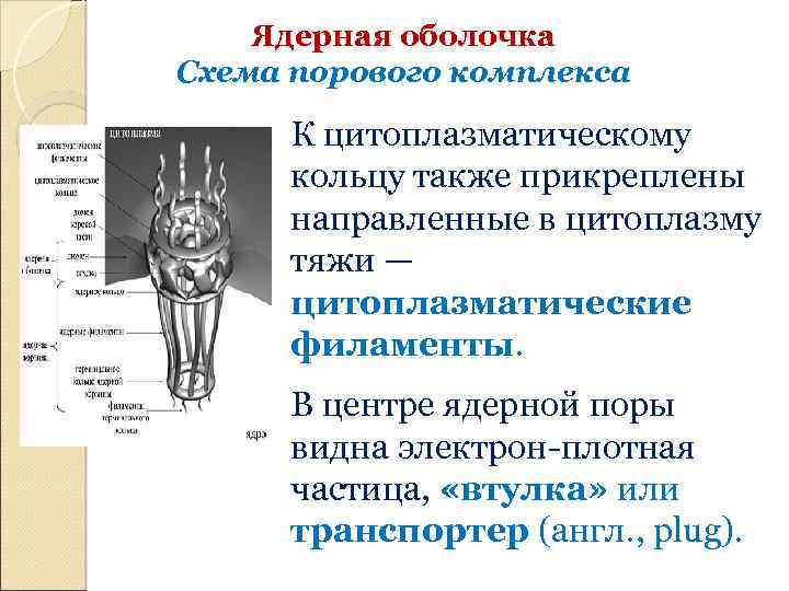 Ядерная оболочка Схема порового комплекса К цитоплазматическому кольцу также прикреплены направленные в цитоплазму тяжи