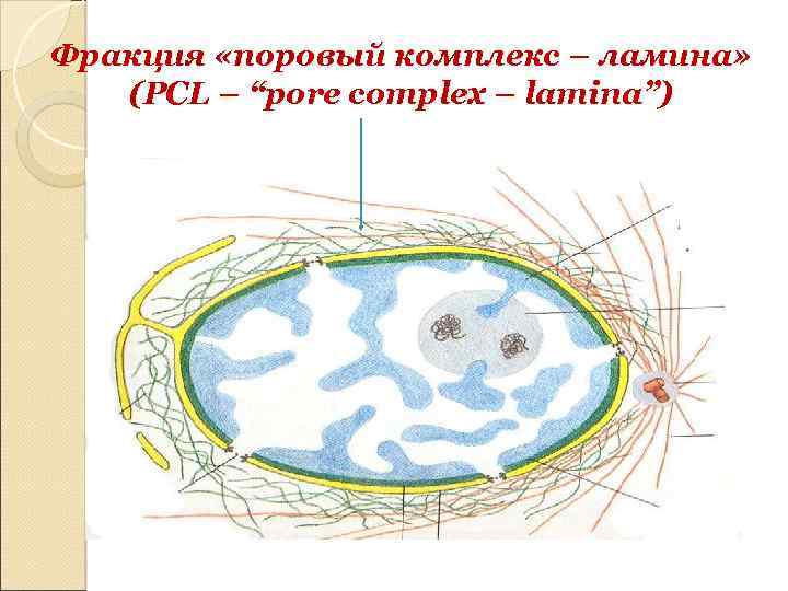 Фракция «поровый комплекс – ламина» (PCL – “pore complex – lamina”) 