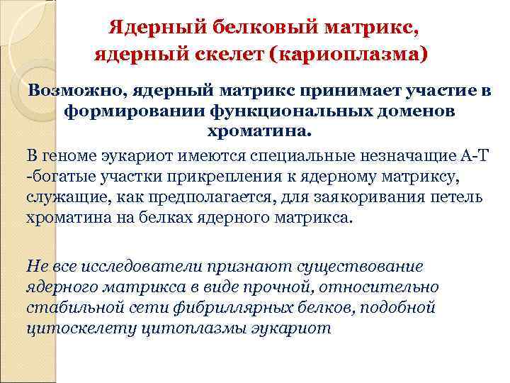 Ядерный белковый матрикс, ядерный скелет (кариоплазма) Возможно, ядерный матрикс принимает участие в формировании функциональных