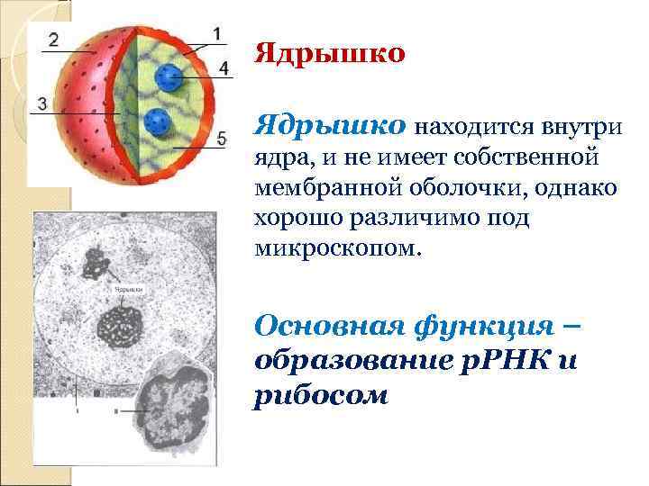 Ядрышко клетки