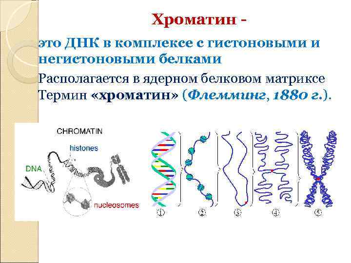 Что собой представляет хроматин