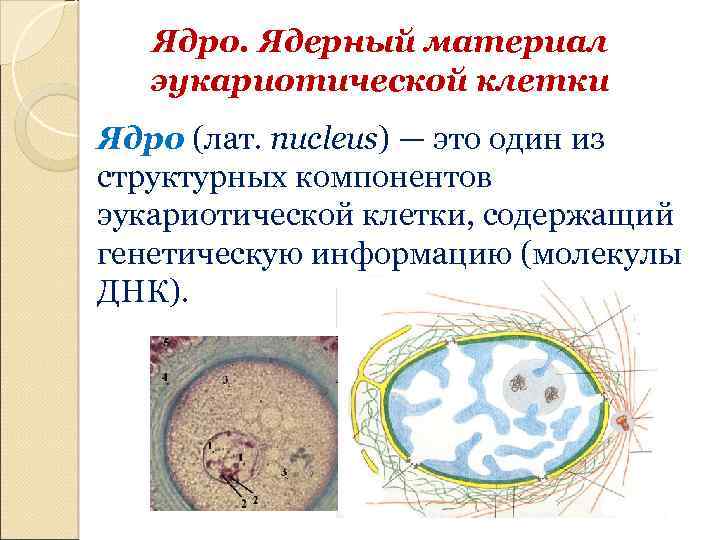 Ядро клетки компоненты. Главный структурный компонент ядра клетки является. Происхождение ядра клетки. Строение ядра презентация. Ядерные материалы.