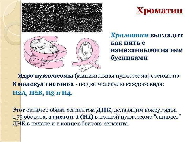 Хроматин выглядит как нить с нанизанными на нее бусинками Ядро нуклеосомы (минимальная нуклеосома) состоит