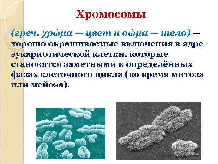 Хромосомы (греч. χρώμα — цвет и σώμα — тело) — хорошо окрашиваемые включения в