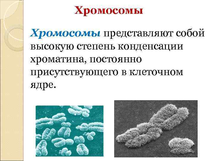 Хромосомы в ядре. Что представляет собой хромосома. Хроматин это спирализованные хромосомы. Представляет собой высокую степень конденсации хроматина. Стадии конденсации хроматина.